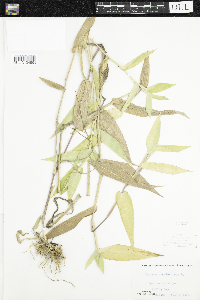 Dichanthelium clandestinum image