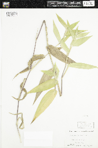 Dichanthelium clandestinum image