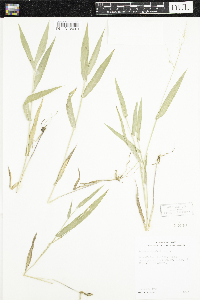 Dichanthelium clandestinum image