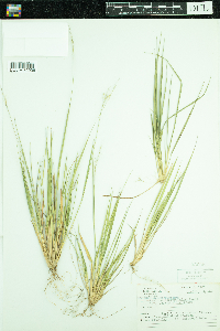 Dichanthelium depauperatum image