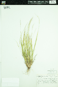 Dichanthelium depauperatum image