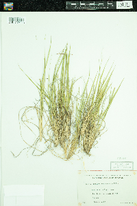 Dichanthelium depauperatum image
