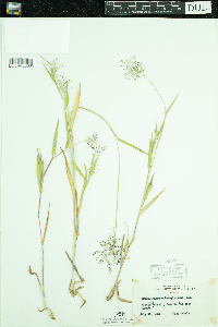 Dichanthelium lanuginosum image