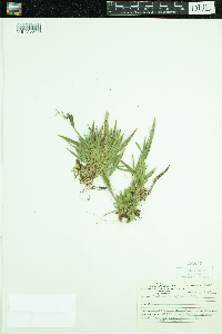 Dichanthelium lanuginosum image