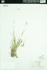 Dichanthelium lanuginosum image