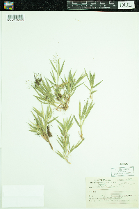 Dichanthelium lanuginosum image