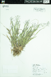 Dichanthelium lanuginosum image