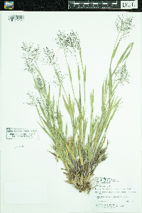 Dichanthelium lanuginosum image