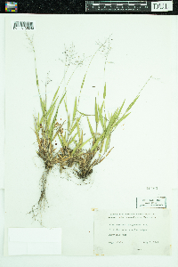 Dichanthelium lanuginosum image