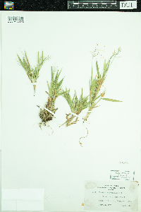 Dichanthelium lanuginosum image