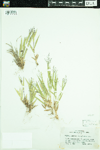 Dichanthelium lanuginosum image