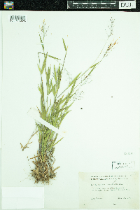 Dichanthelium lanuginosum image