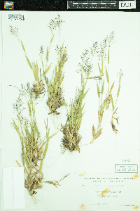 Dichanthelium lanuginosum image