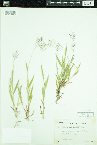 Dichanthelium lanuginosum image