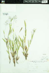 Dichanthelium lanuginosum image
