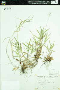 Dichanthelium lanuginosum image