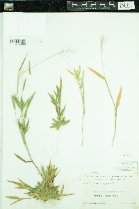 Dichanthelium lanuginosum image