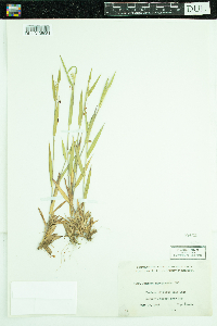 Dichanthelium lanuginosum image