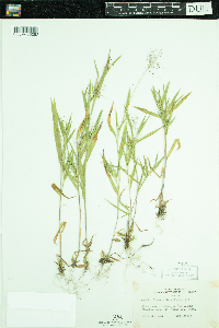 Dichanthelium lanuginosum image