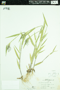 Dichanthelium lanuginosum image