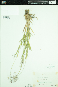 Dichanthelium lanuginosum image