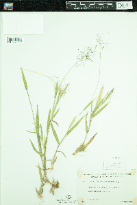 Dichanthelium lanuginosum image