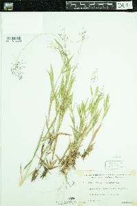 Dichanthelium lanuginosum image