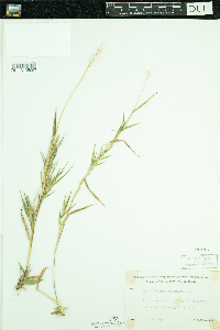Dichanthelium lanuginosum image