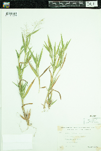 Dichanthelium lanuginosum image