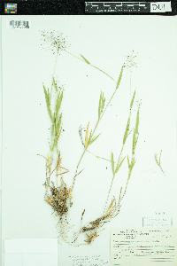 Dichanthelium acuminatum subsp. columbianum image
