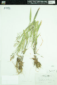 Dichanthelium acuminatum subsp. columbianum image