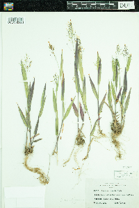 Dichanthelium acuminatum subsp. columbianum image