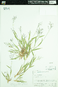 Dichanthelium sabulorum image