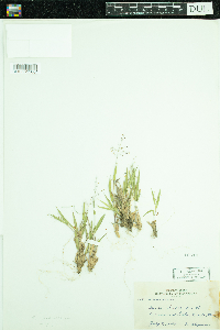 Dichanthelium acuminatum subsp. fasciculatum image