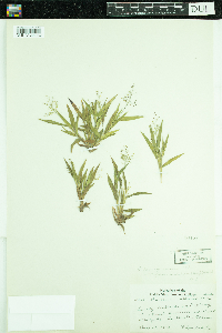 Dichanthelium acuminatum subsp. fasciculatum image