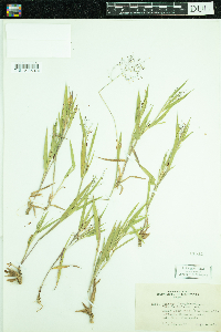 Dichanthelium acuminatum subsp. fasciculatum image