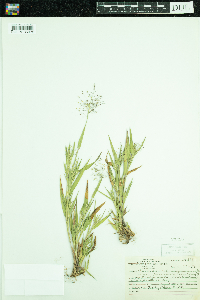 Dichanthelium acuminatum subsp. fasciculatum image