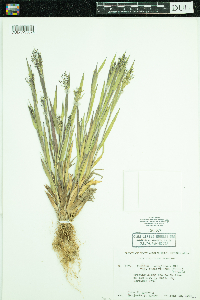 Dichanthelium acuminatum subsp. fasciculatum image