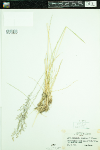 Deschampsia caespitosa image