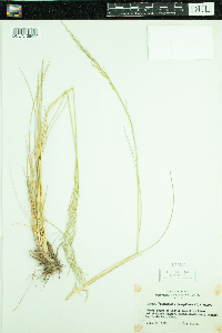 Deschampsia caespitosa image