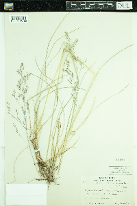 Deschampsia caespitosa image