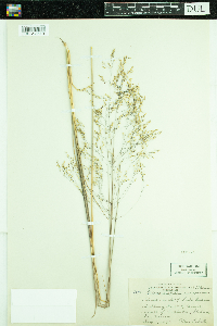 Deschampsia caespitosa image