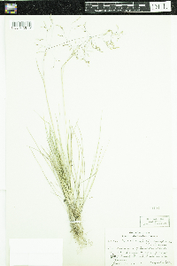 Deschampsia caespitosa image