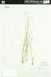 Deschampsia caespitosa image