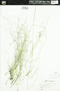Deschampsia caespitosa image