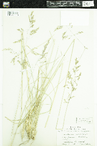 Deschampsia caespitosa image