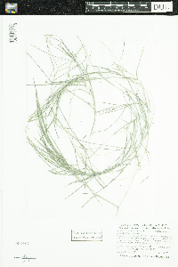 Stuckenia pectinata image