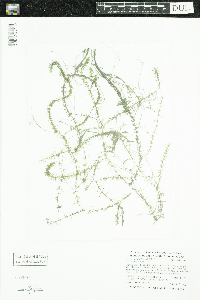 Elodea nuttallii image