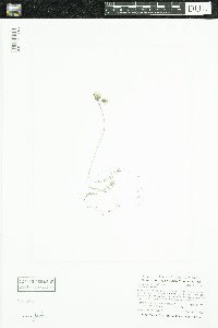 Utricularia intermedia image