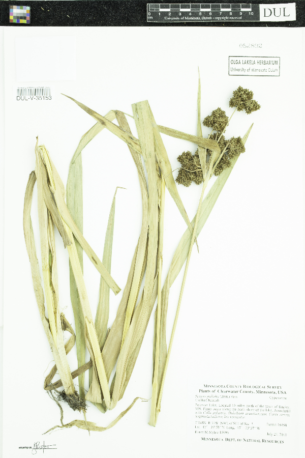Scirpus image